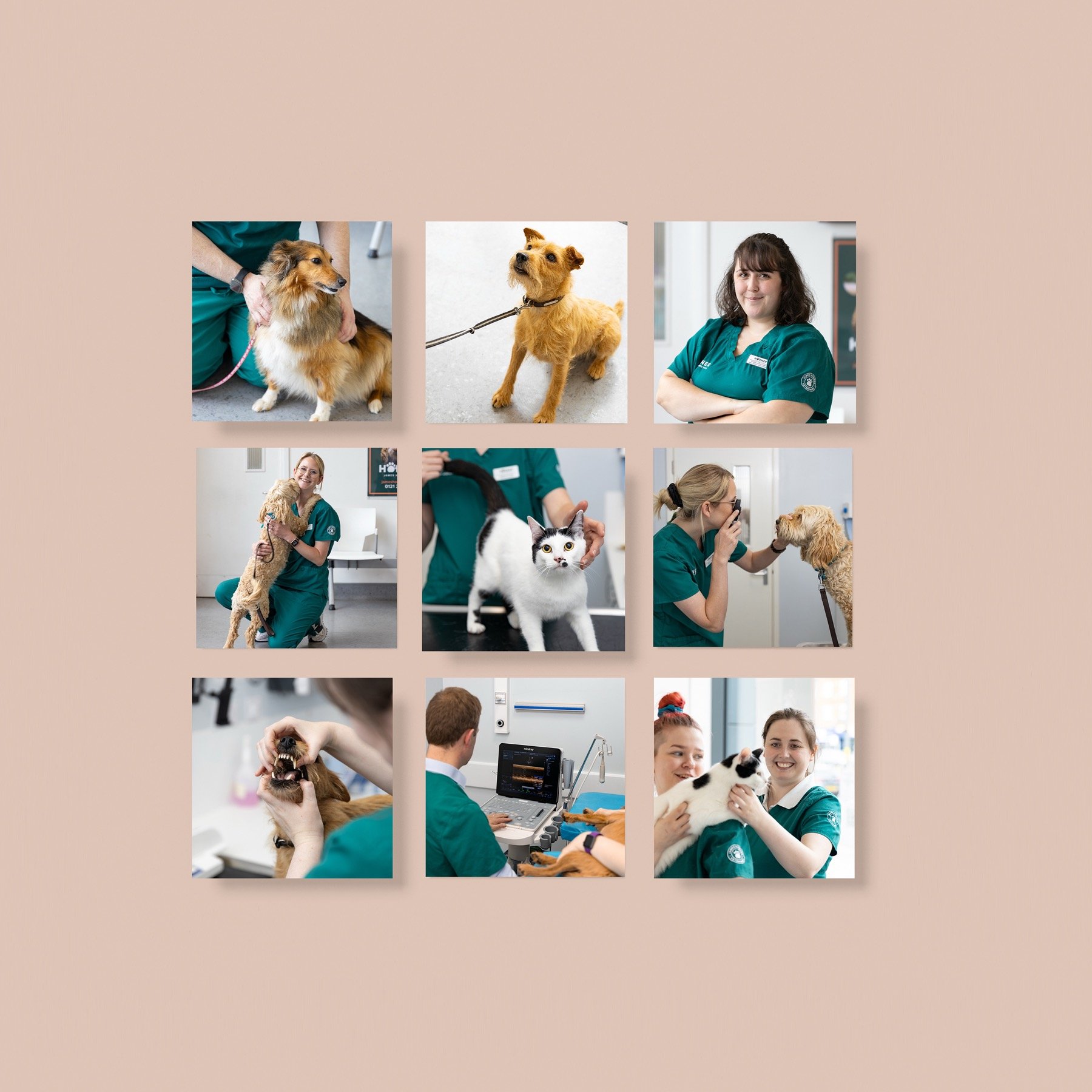 Photography grid of vets with dogs and cats